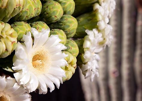 What Is The State Flower Of Arizona? - WorldAtlas.com