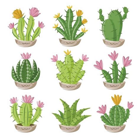 Premium Vector Cacti Illustration Vector Set