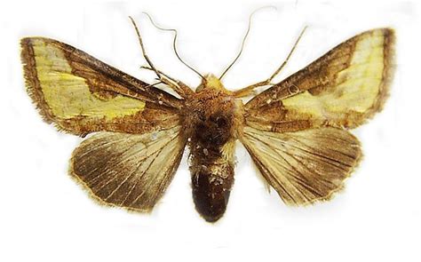 Noctuidae, Plusiinae – Australian Moths Online