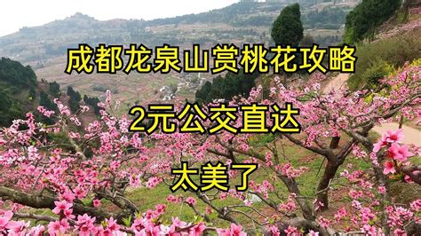 成都龙泉山桃花之旅及攻略，2元公交直达，这里太美了错过可惜！ Youtube