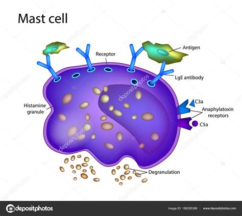 Mast Cell Drawing