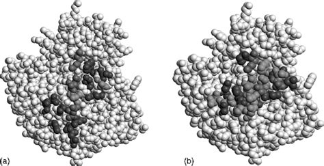 3 Structural And Functional B Cell Epitopes On Influenza Virus N9