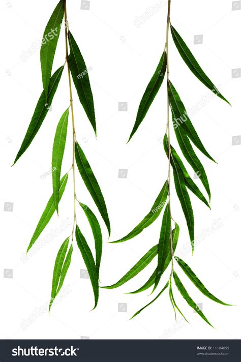 Green Willow Leaves On A White Background Stock Photo 11104099 ...