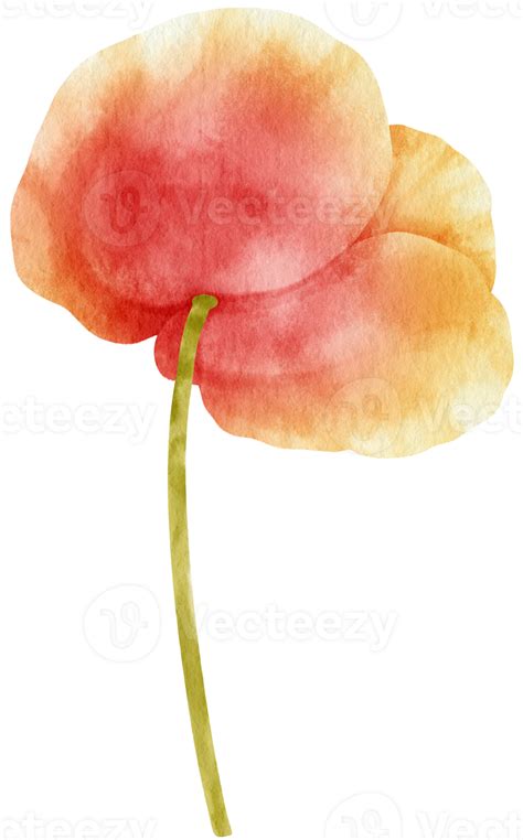 Beautiful Red Poppy Flowers Watercolor Illustration 9787898 Png