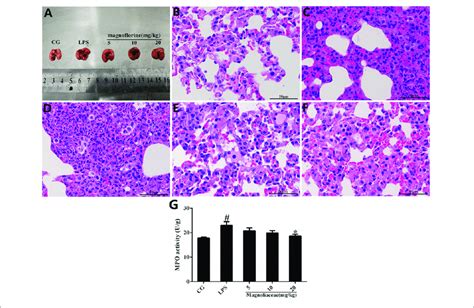 Effects Of Magnoflorine On LPS Induced Lung Injury A Morphology Of