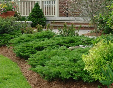 Calgary carpet juniper | Lawn and landscape, Ground cover plants ...