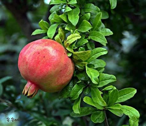 vinitha adlı kullanıcının Fruits panosundaki Pin | Doğa, Nar, Baharat
