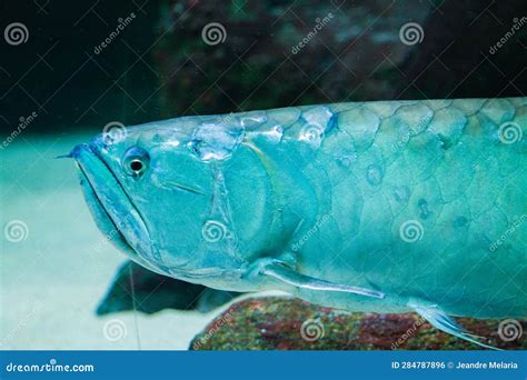 Aquarium Fish Close Up Of A Freshwater Fish Stock Photo Image Of