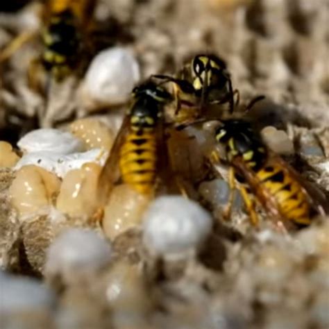 What Is The Best Way To Get Rid Of Wasp Nests By Apex Pest Control