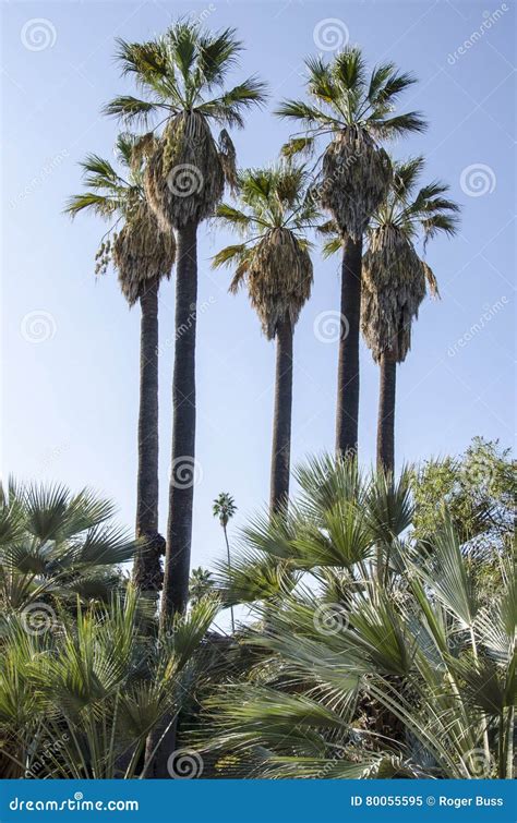 Majestic Palm Trees Stock Image Image Of Sunshine Stable 80055595