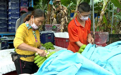 台灣水果王國名不虛傳！融合ai種植成農民「蕉」傲｜東森新聞：新聞在哪 東森就在哪裡