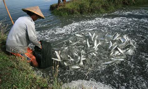 Mengenal Ikan Air Payau Lengkap Ciri Ciri Jenis Dan Cara