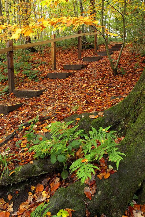Autumn Woodlands Paul Miguel Wildlife Photography