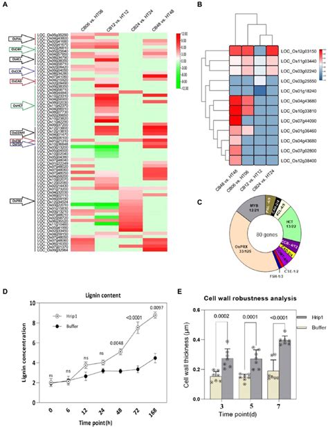 Lignin Biosynthetic Genes And Transcriptional Factors Activated After