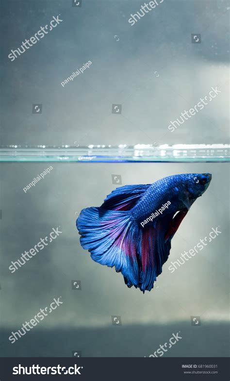 Betta Splendens Stock Photo 681960031 | Shutterstock