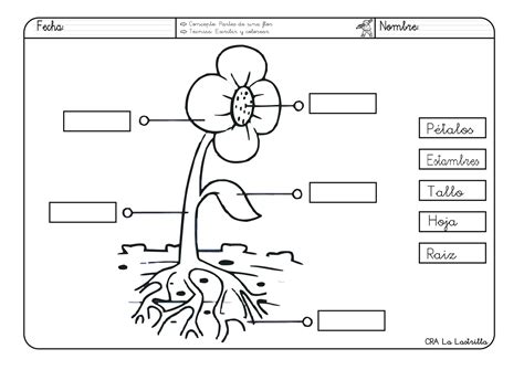 Partes De La Planta Para Ninos