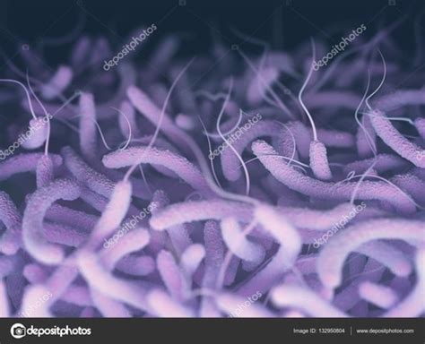 Vibrio Aeromonas Campylobacter Helicobacter Gram négatif oxydase