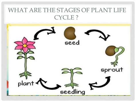 Plant Life Cyclepptx