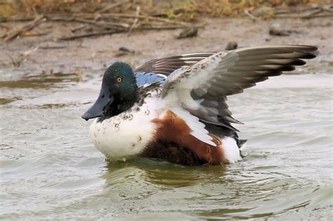 Bird Duck Shoveler Northern - Free photo on Pixabay