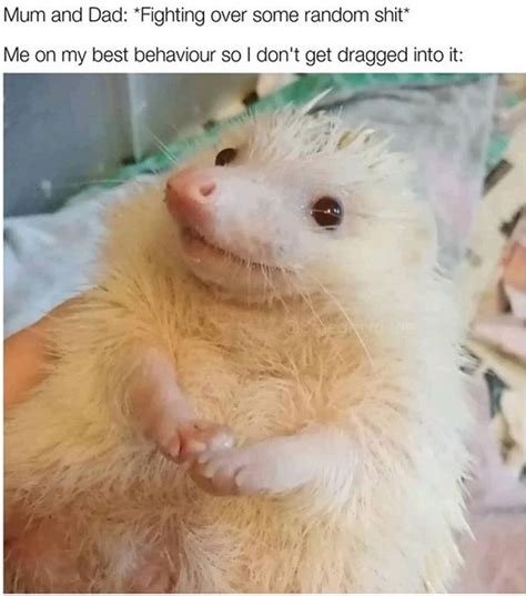 14 Funny Hedgehog Memes That Will Make You Smile | PetPress