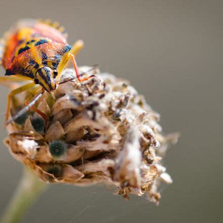 Nikon D7000 + Sigma 105mm F2.8 EX DG Macro sample photos - ExploreCams