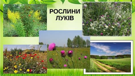 РОСЛИНИ ЛУКІВ | Пейзажи, Природа, Уроки математики