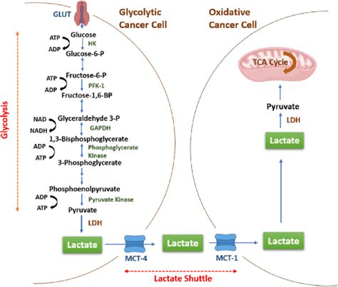 Glycolytic Cancer Cells Vs Oxidative Cancer Cells Tumor Glycolysis Of Download Scientific