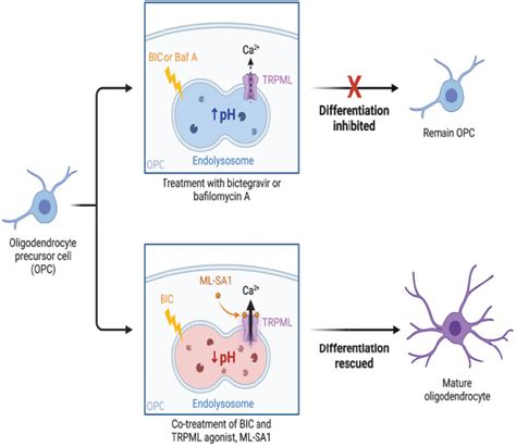 Antiretroviral Treatment Reveals A Novel Role For Lysosomes In