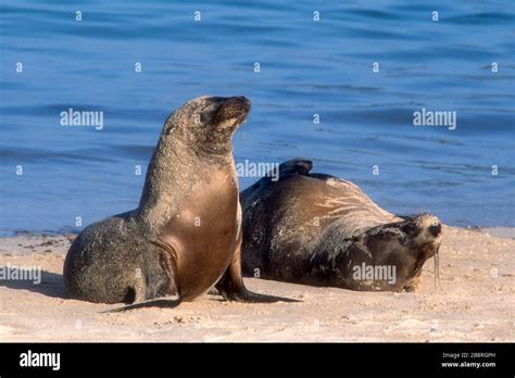 América del Sur Ecuador Islas Galápagos vida silvestre mamíferos