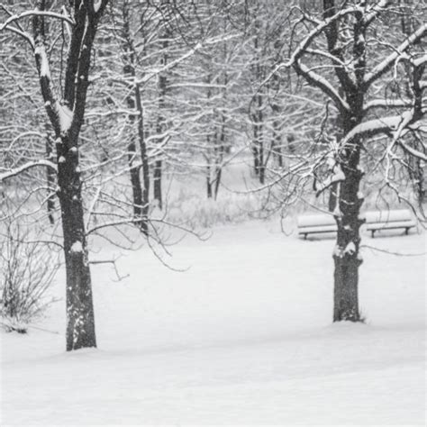 Kostenlose foto Baum Schnee Winter Schwarz und weiß Straße