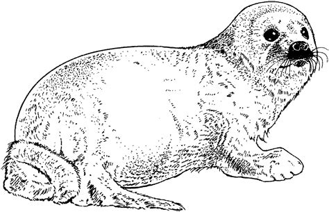 Harp Seal Coloring Page