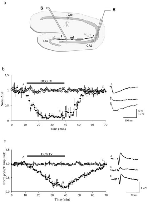 Diagram Of The Hippocampal Slice And Presynaptic Zinc Signals And Field