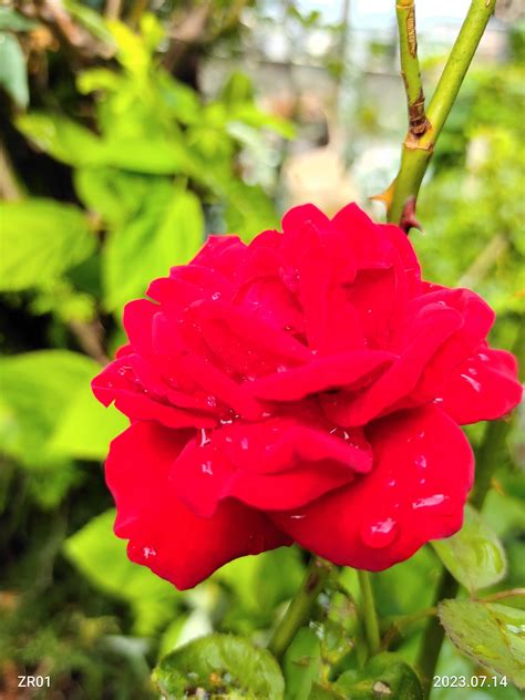 春に続き、2度目のお花 2番花が、次々に咲いてくれています💗 ️ 今の薔薇達を見てやって下さいね🙇💕 笑えるサバイバルガーデンにようこそ🧓🌹 楽天ブログ