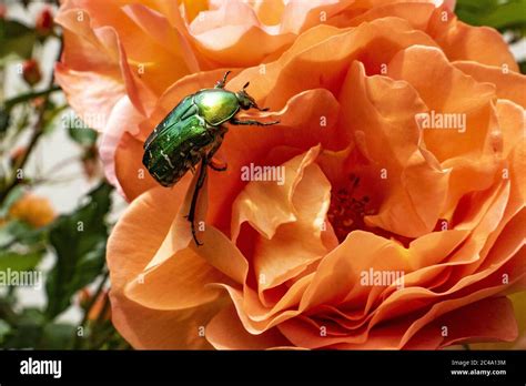 Rose Beetle Hi Res Stock Photography And Images Alamy