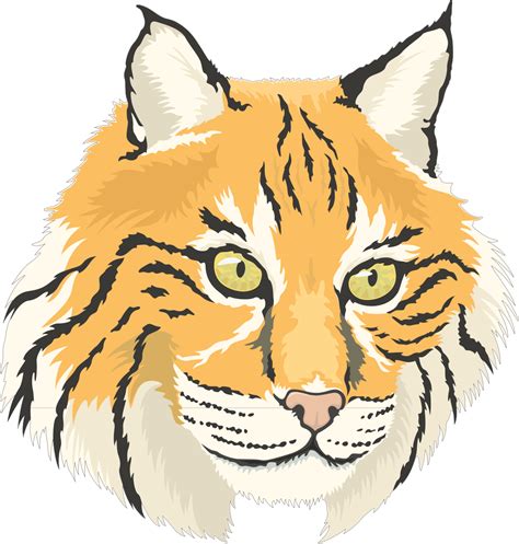 Bobcat Clipart Transparent Free Png Svg