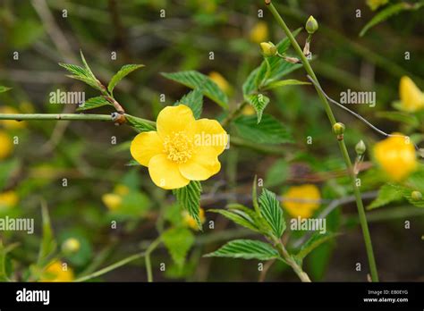 Flower With Five Petals Hi Res Stock Photography And Images Alamy