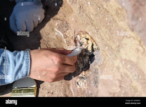 Paleontologist dinosaur fossils hi-res stock photography and images - Alamy