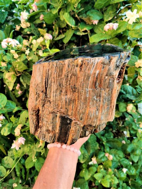 41040cts Huge Black Petrified Wood Foosil Hand Polished Etsy