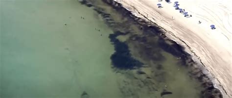 Giant Blob Of Seaweed Twice The Width Of US Takes Aim At Florida