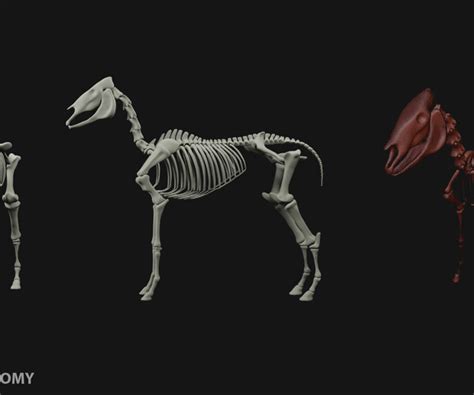 ArtStation - Beginner Horse Anatomy Model Kit | Resources