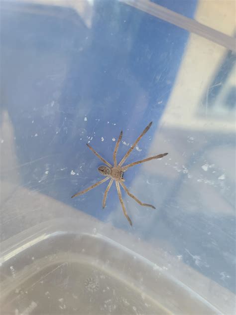 Loxosceles simillima, a recluse spider from Namibia. : r/Entomology