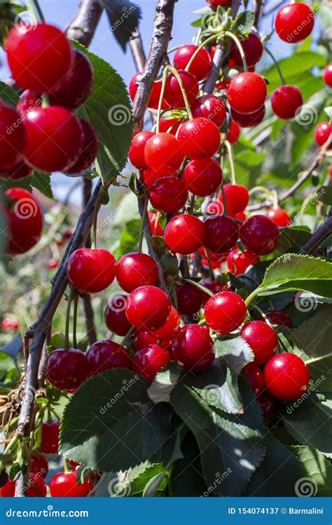 New Harvest Of Prunus Cerasus Sour Cherry Tart Cherry Or Dwarf Cherry