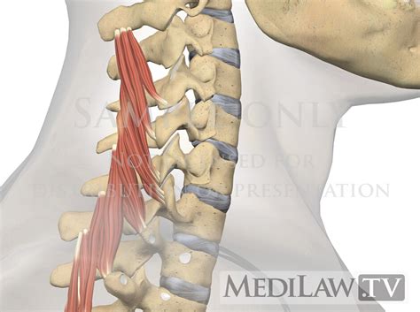 Multifidus Muscle Origin And Insertion