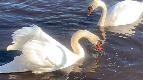 Mute Swans Foraging For Birdseeds The Cob Chases The Geese Royal Swan