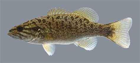 Micropterus Dolomieu Smallmouth Bass Uland Thomas Flickr