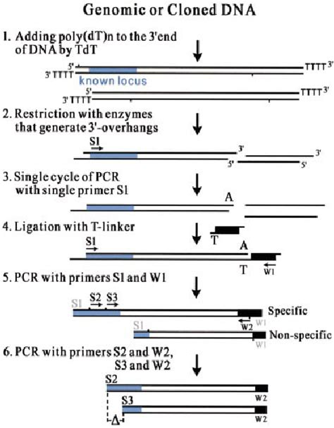 The Scheme Of T Linker Pcr For Genome Walking S1 S2 And S3 The