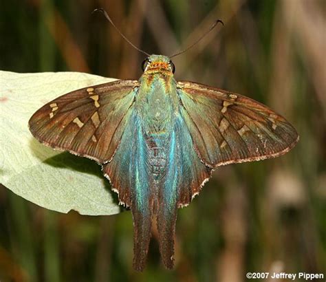 Long Tailed Skipper