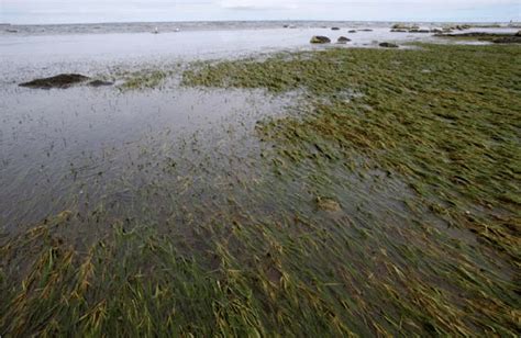 Intertidal Zostera Muelleri Seagrass Beds In Point Cooke Marine