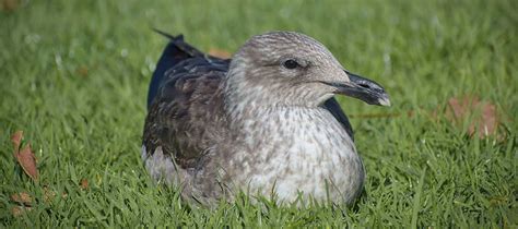 Southern Black Backed Gull Karoro Control Environment Canterbury