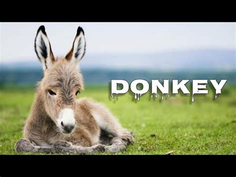 Donkey Braying Youtube